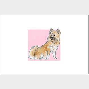 Icelandic sheepdog Posters and Art